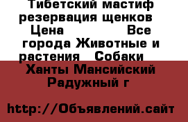 Тибетский мастиф резервация щенков › Цена ­ 100 000 - Все города Животные и растения » Собаки   . Ханты-Мансийский,Радужный г.